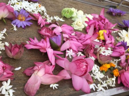Lotus flower offerings Lotus flower offerings
