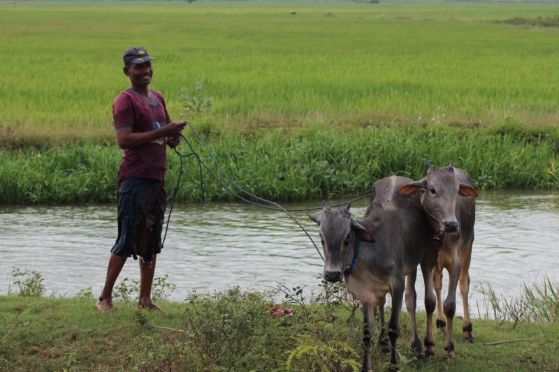 Sri Lanka's East Coast, bathing cows Sri Lanka East Coast, cow owner and cows