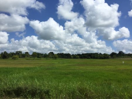 Trincomalee rice fields