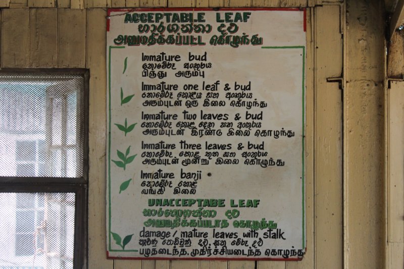 Tea factory criteria for acceptable leaves Acceptable leaf, Nuwara Eliya tea factory
