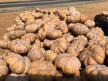 Ash pumpkins, Sri Lanka's South Coast