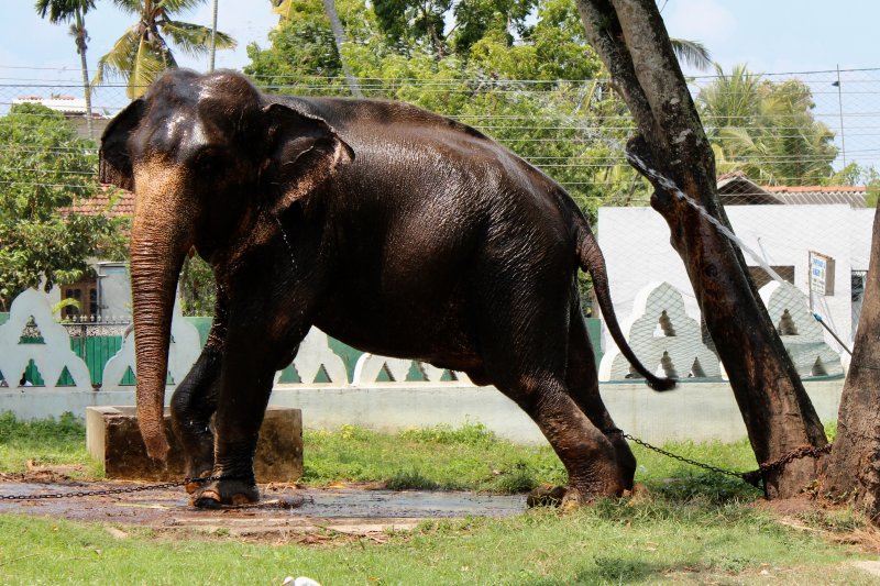 Buddhist temple elephant Buddhist temple elephant, Sri Lanka's South Coast