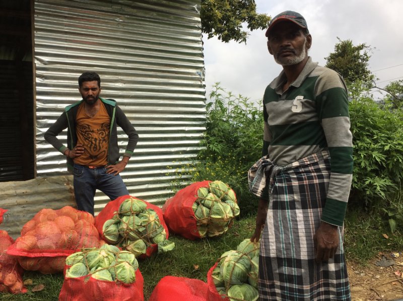 Cabbage planters close to Nuwara Eliya Cabbage planters close to Nuwara Eliya