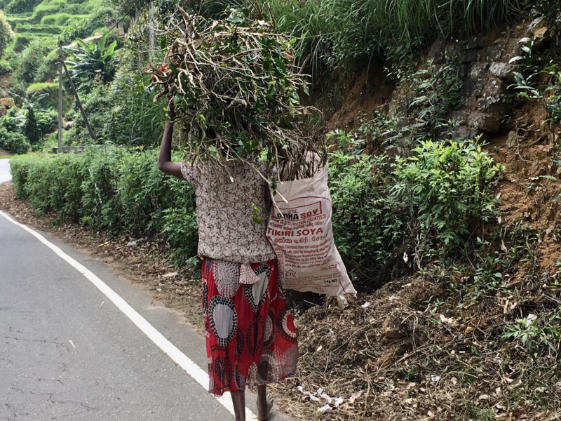 Woman carrying firewood Carrying firewood in Sri Lanka tea country