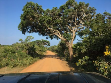 Driving in Yala National Park