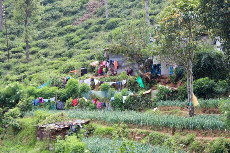 Tea picker's home, from Kandy to Nuwara Eliya Tea picker's home, from Kandy to Nuwara Eliya