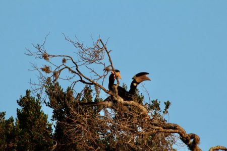 Hornbills, Yala National Park
