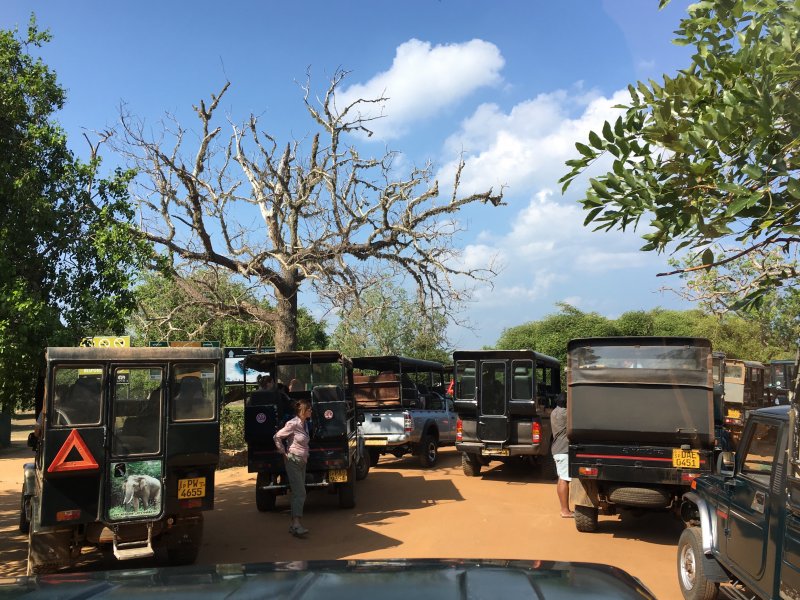 Jeeps going to Yala National Park, Sri Lanka Jeep safaris to Yala National Park