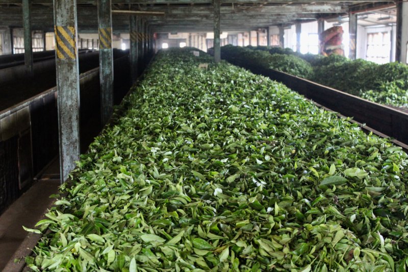 Tea leaves on tray Tea leaves in tea factory