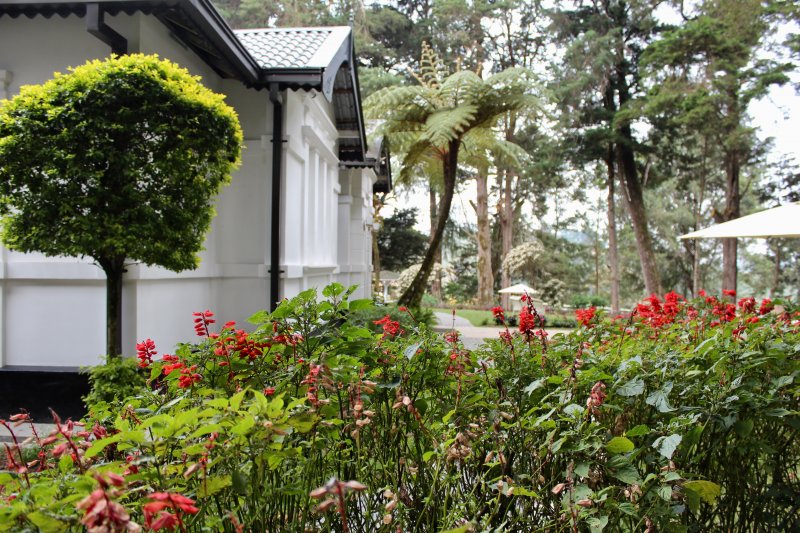 Mirage King's Cottage, tropical flowers Mirage Kings Cottage Nuwra Eliya
