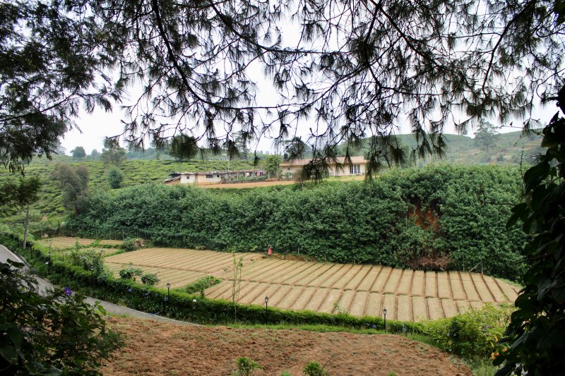 Mirage King's Cottage, view to vegetable fields Mirage King's Cottage, view to vegetable fields
