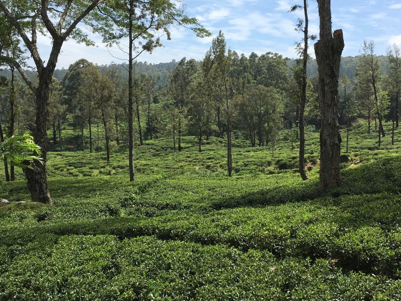 One of Sri Lanka's Ceylon tea estates One of Sri Lanka's Ceylon tea estates