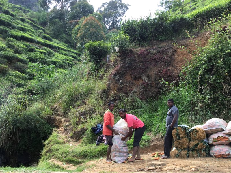 Packing vegetables, from Kandy to Nuwara Eliya Packing vegetables, from Kandy to Nuwara Eliya