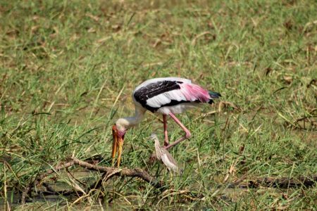 Painted stork in Yala National Park