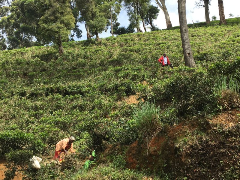 Tea pluckers picking firewood Picking firewood in Sri Lanka tea country
