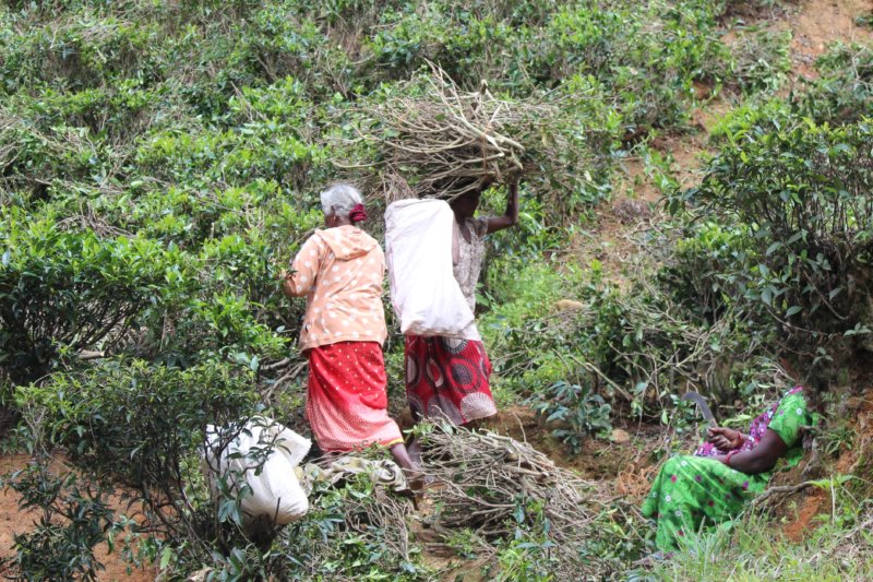 Women in a tea garden Picking twigs, Sri Lanka tea country