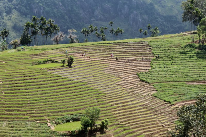 Rice fields, Sri Lanka tea country Rice fields, Sri Lanka tea country