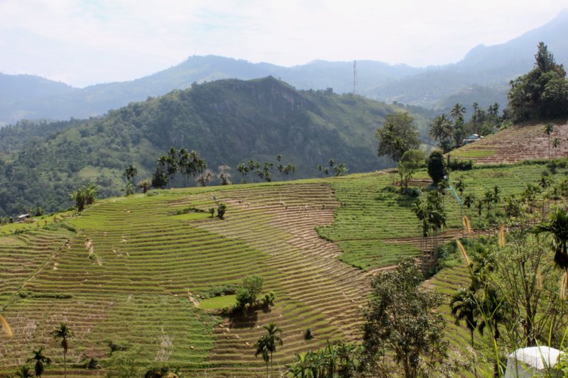 Rice terraces of Sri Lanka's Hill Country Rice terraces of Sri Lanka's Hill Country