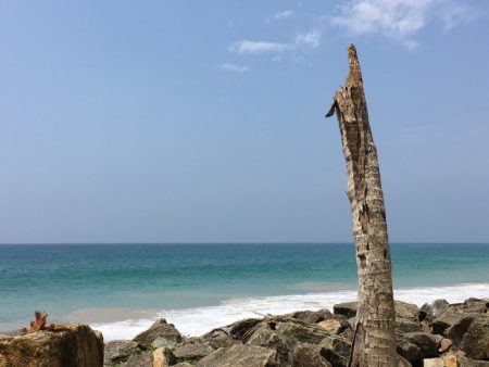 Sri Lanka's South Coast broken palm