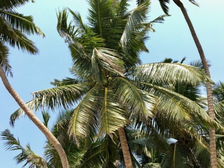 Sri Lanka's South Coast palms
