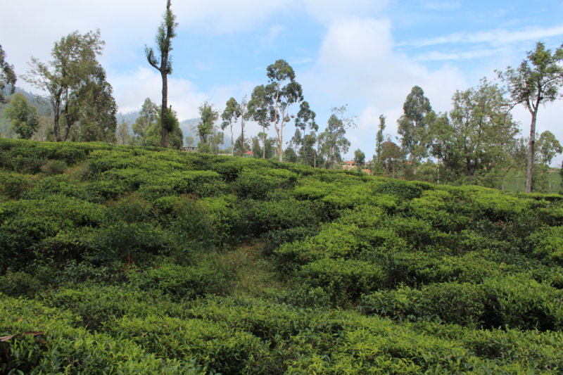 Tea country! Sri Lanka tea garden