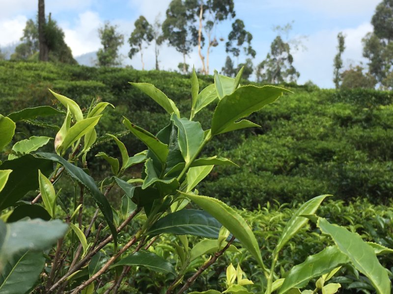 Tea leaves in Sri Lankan tea country Sri Lanka tea plantation