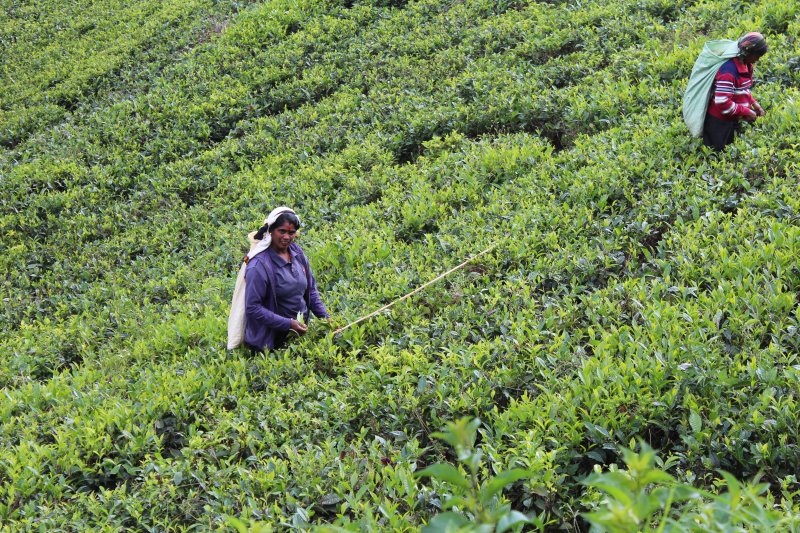 Women working on a tea plantation Women working on a tea plantation