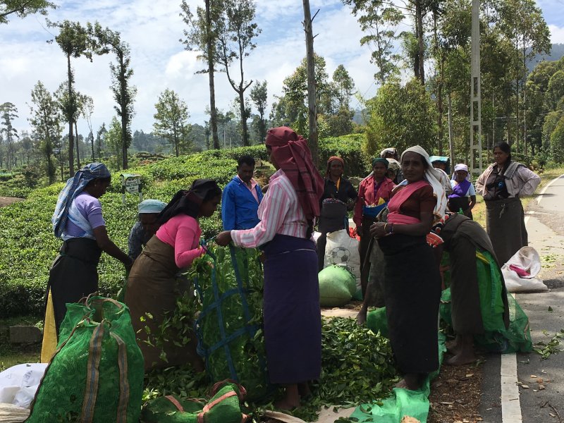 Tamil women picking tea leaves Tamil women picking Ceylon tea leaves
