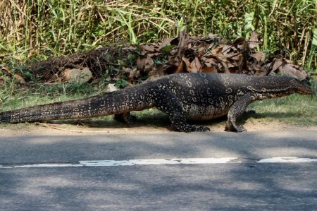 Sri Lankan wildlife on the road