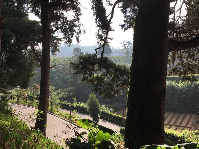 Tea gardens from Mirage Kings Cottage Tea gardens from Mirage Kings Cottage
