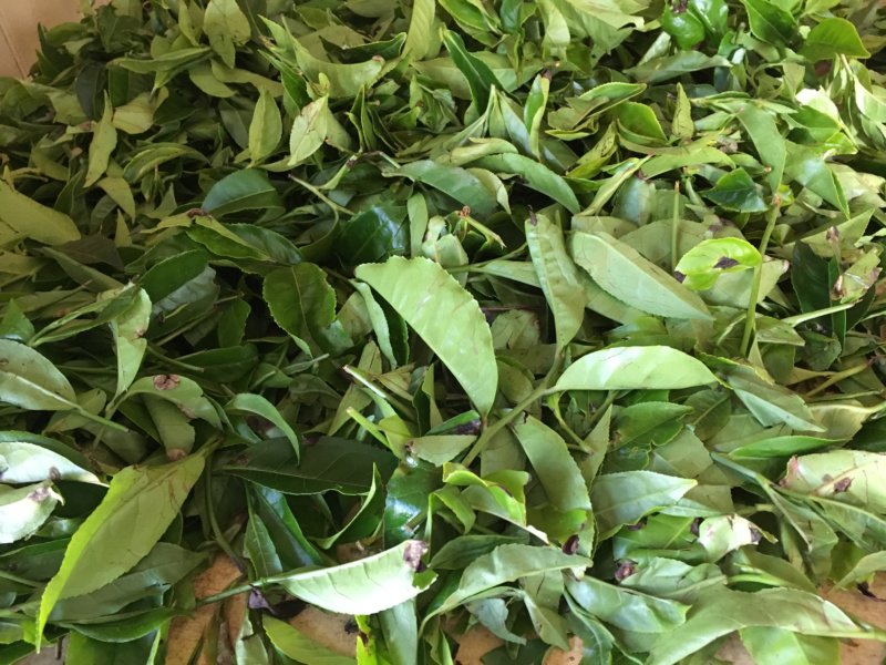 Tea leaves at Liddesdale tea factory Tea leaves at Liddesdale tea factory