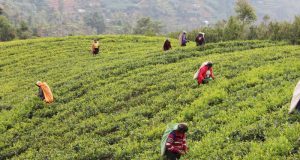 Women picking Ceylon tea
