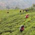 Women picking Ceylon tea