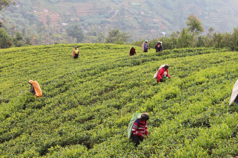 Tea pickers along the Kandy to Nuwara Eliya road Women picking Ceylon tea