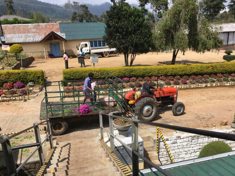 Tractor bringing tea leaves to tea factory Workers at Liddesdale tea factory
