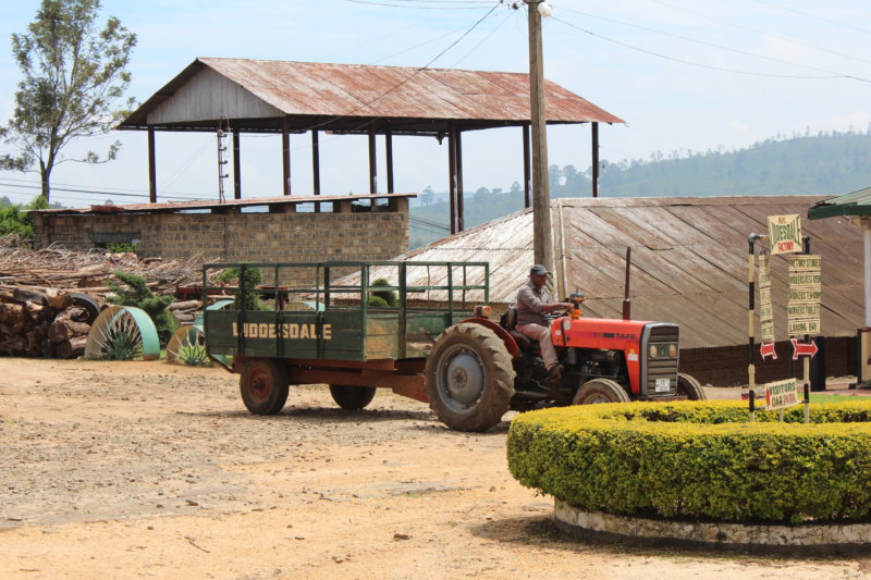 Working in tea factory