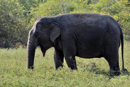 Yala elephant
