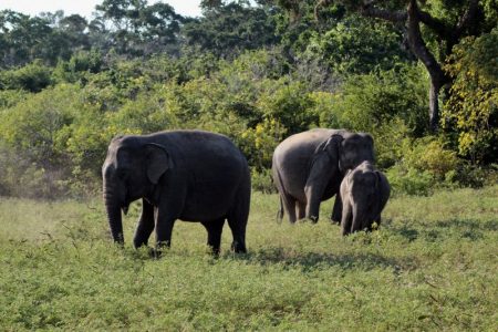 Yala elephant family