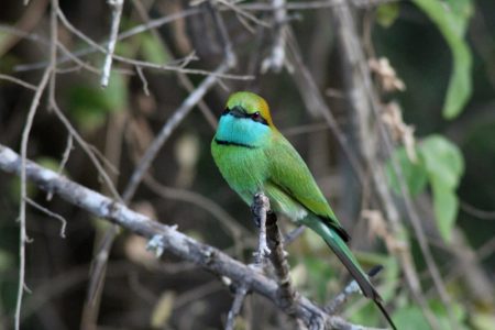 Yala National Park bee-eater