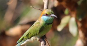 Yala National Park bee-eater