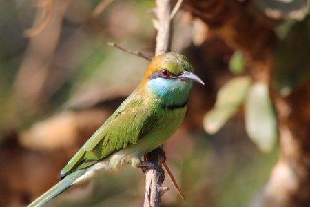 Yala National Park bee-eater