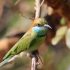 Yala National Park bee-eater