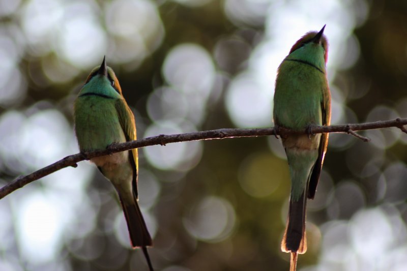 Yala National Park bee-eaters Yala National Park birdlife