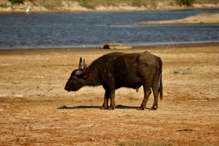 Yala National Park buffalo