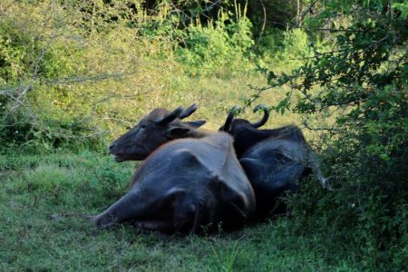 Yala National Park buffaloes