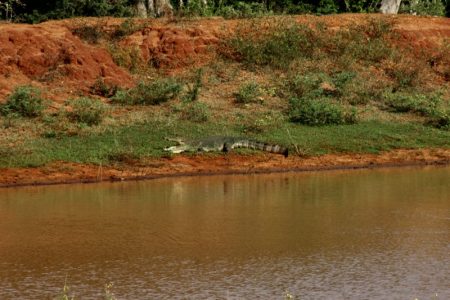 Yala National Park crocodile
