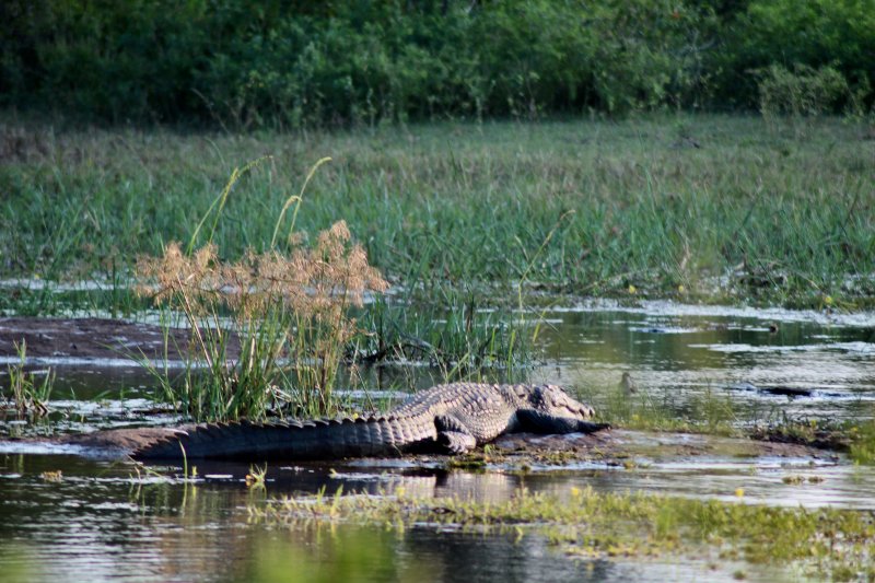 Crocodile in water, Yala National Park Yala National Park crocodile in water