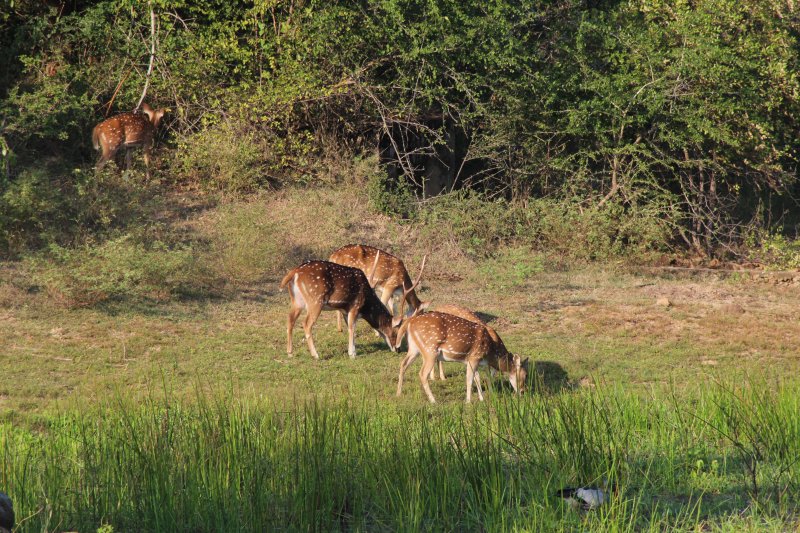Spotted deer, but no leopards Yala National Park spotted deer
