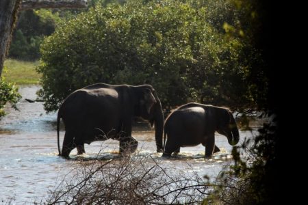 Yala National Park elephants in water