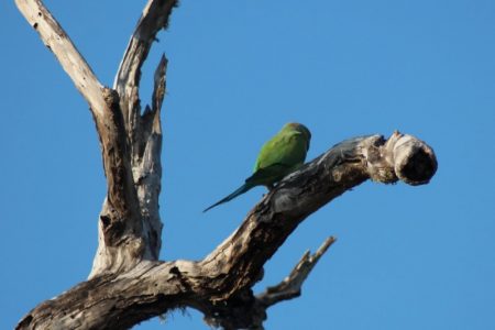 Yala National Park parrot